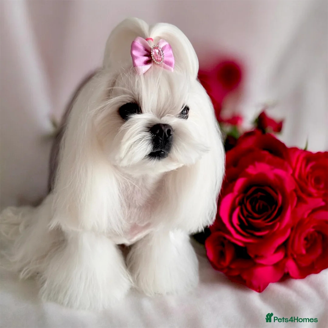 Maltese dogs for sale: 💎Last Boy Full Korean Maltese  Available💎 - Advert 10