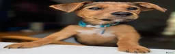 Jack Russell dogs for stud: Milo - Jack Russell in Ivybridge - Advert 5