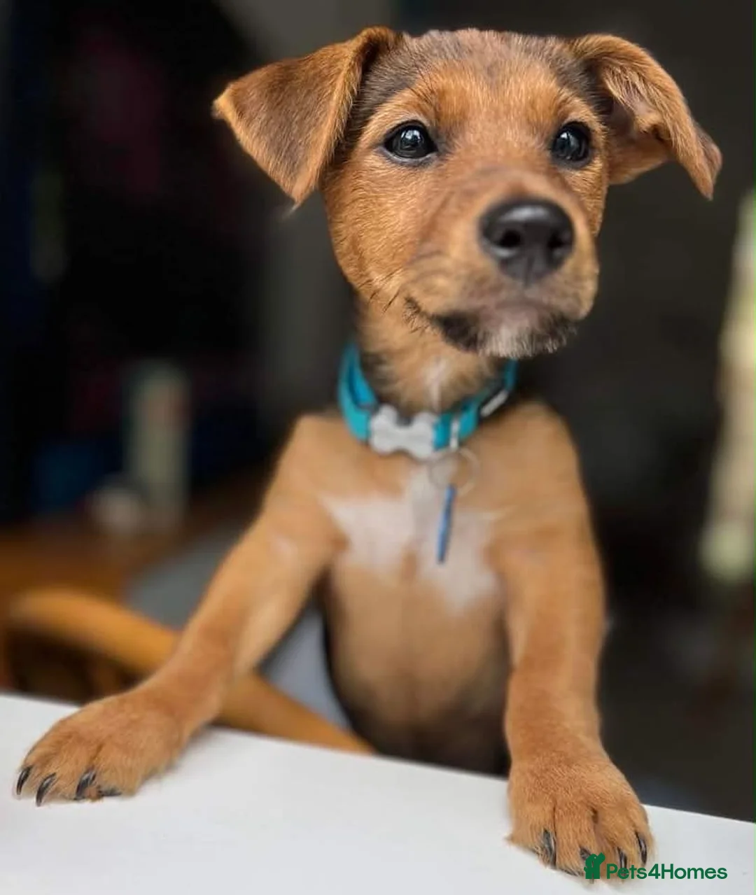 Jack Russell dogs for stud: Milo - Jack Russell in Ivybridge - Advert 5