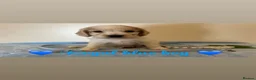 Cocker Spaniel dogs for sale: KC Registered Show Type Cocker Spaniel Puppies - Advert 18