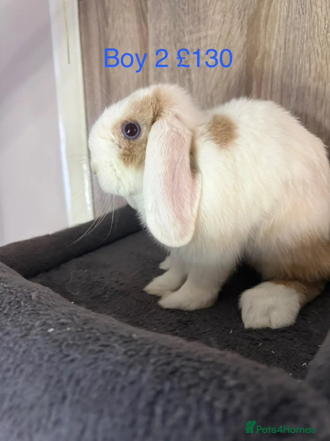 Mini Lop rabbits for sale: Pure Baby Mini Lops For Sale - Advert 12