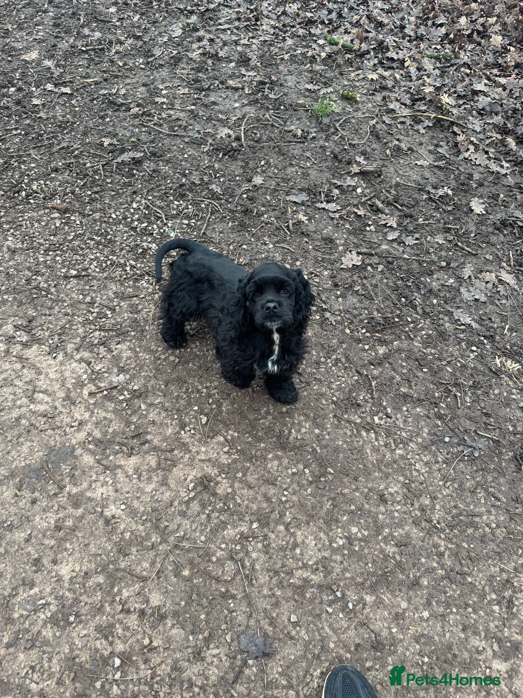 American Cocker Spaniel dogs for sale: KC reg American cocker girl  - Advert 6
