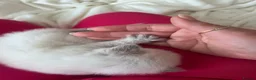Ragdoll cats for sale: Gorgeous Ragdoll kittens for sale - Advert 5