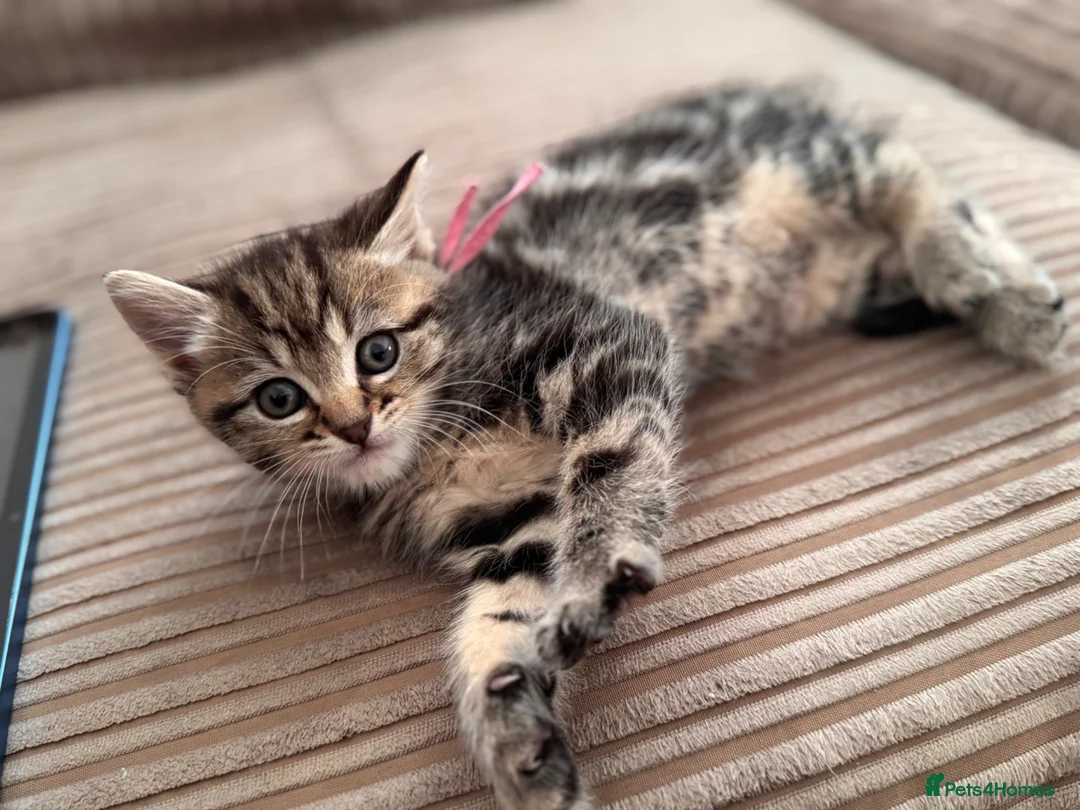 Mixed Breed cats for sale: BSH x  in Clifton - Advert 2