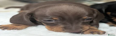 Miniature Dachshund Puppy 5