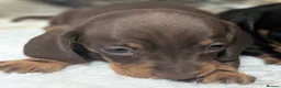 Miniature Dachshund dogs for sale: Quality KC/ PRA clear Miniature Dachshund puppies  - Advert 16