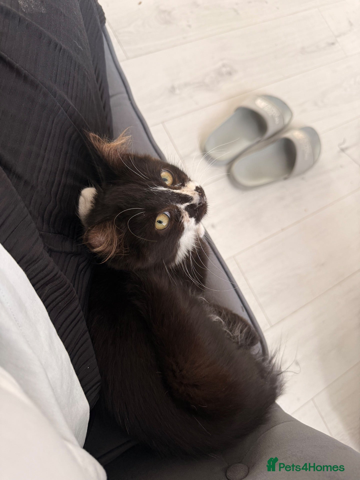 Mixed Breed cats Male cat for sale - Advert 1
