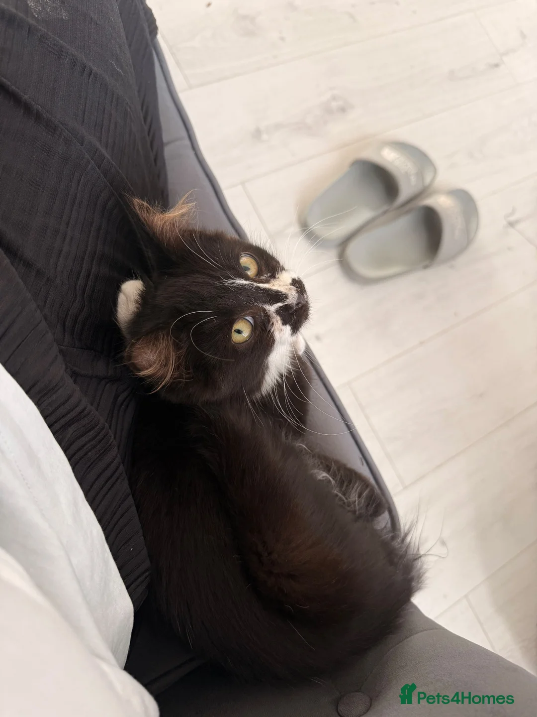 Mixed Breed cats for sale: Male cat for sale - Advert 1