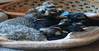 Miniature Schnauzer dogs - Advert 13