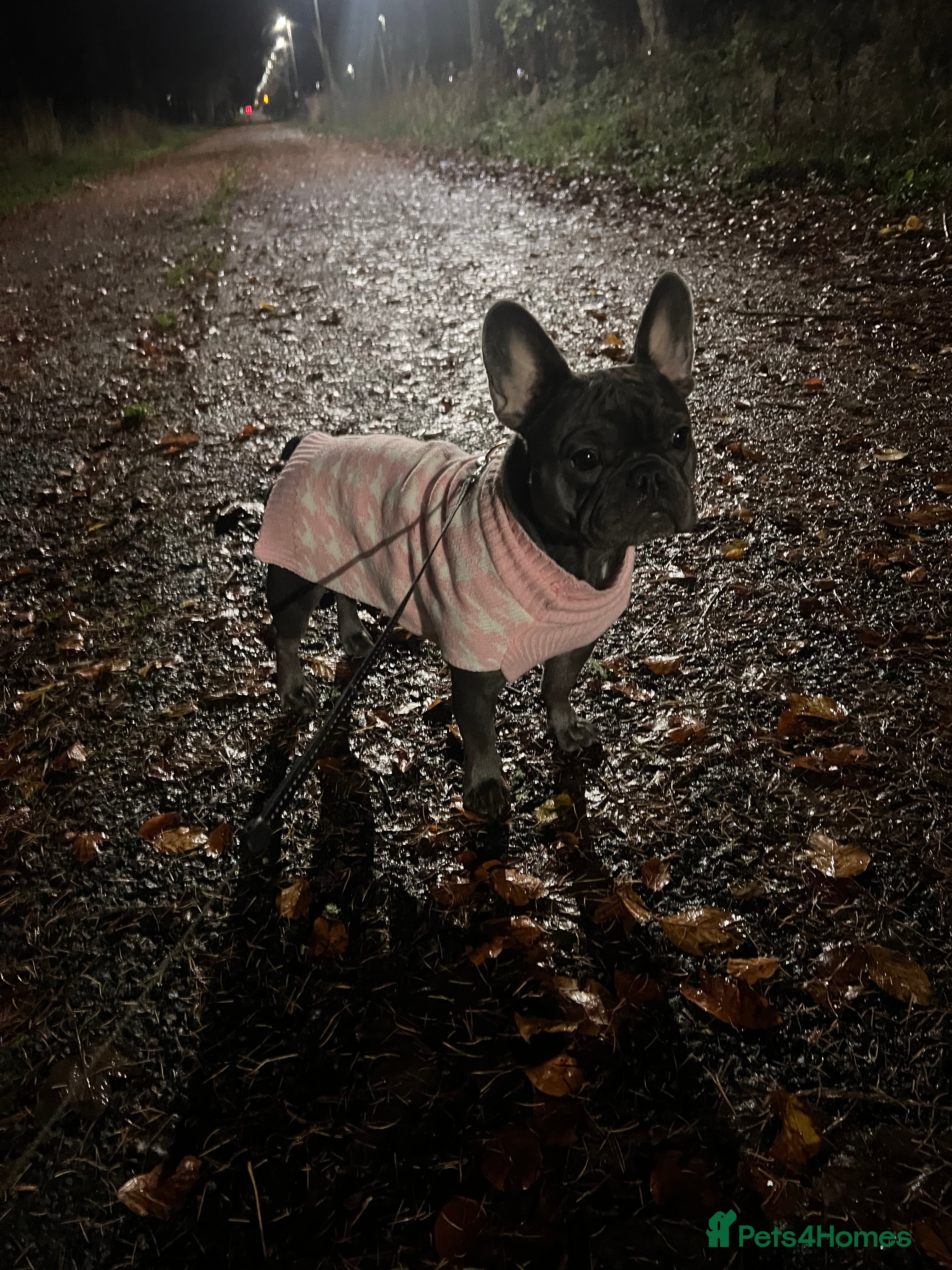 French Bulldog dogs French bulldog puppies - Advert 4