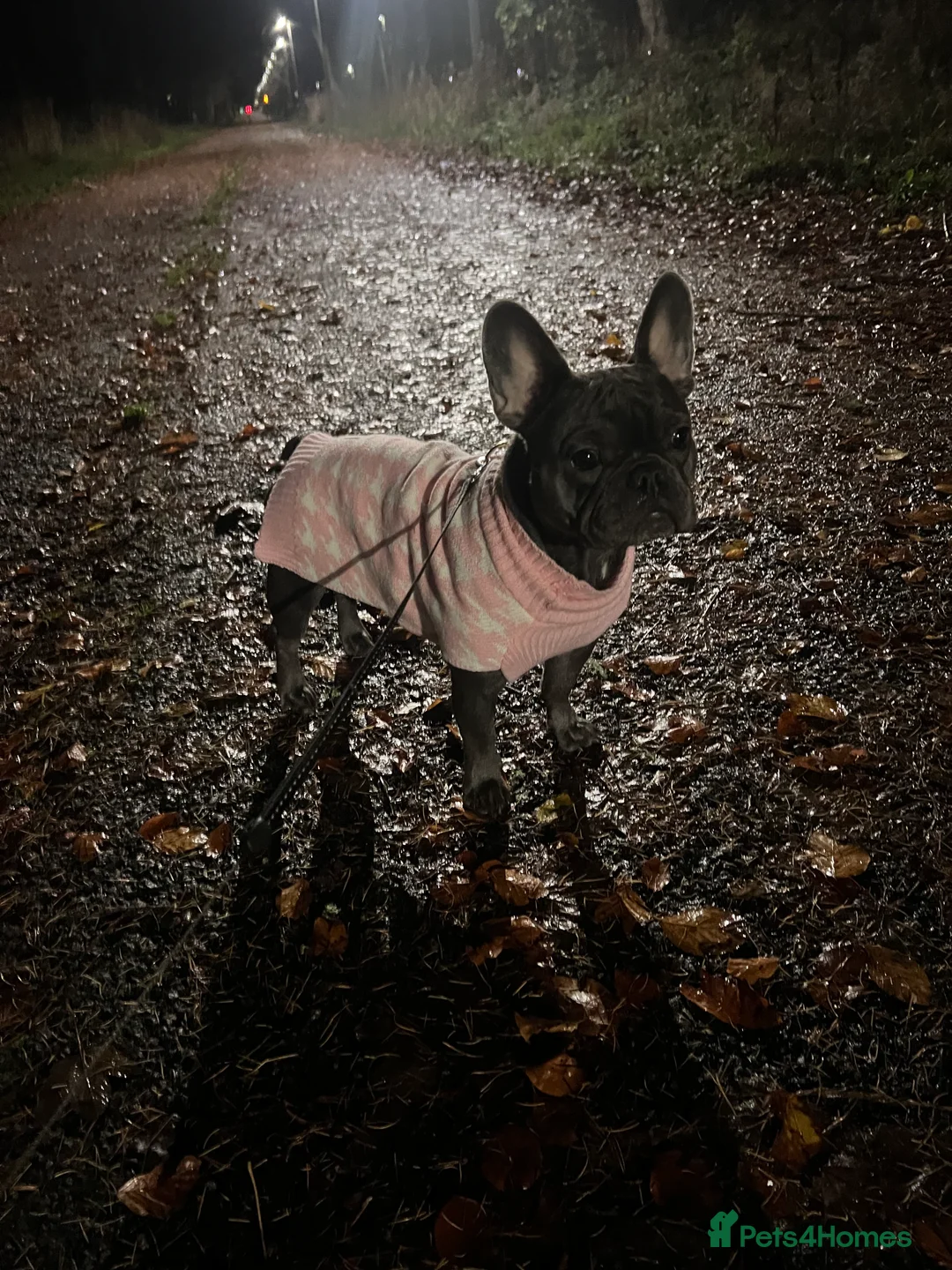 French Bulldog dogs for sale: French bulldog puppies in Aberdeen - Advert 1