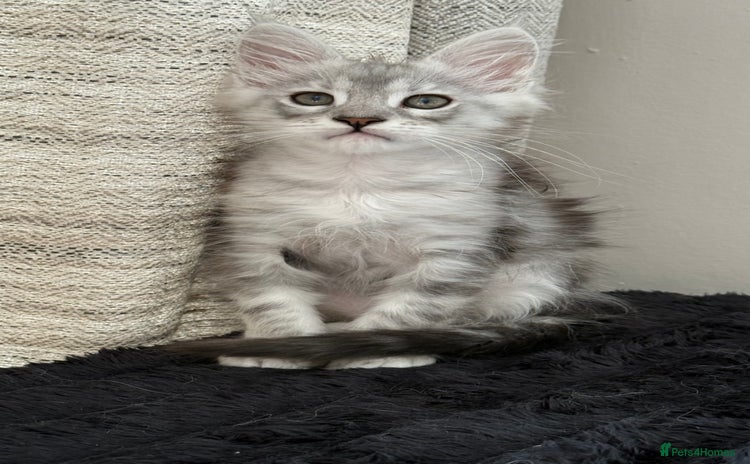 Maine Coon cats - Advert 7