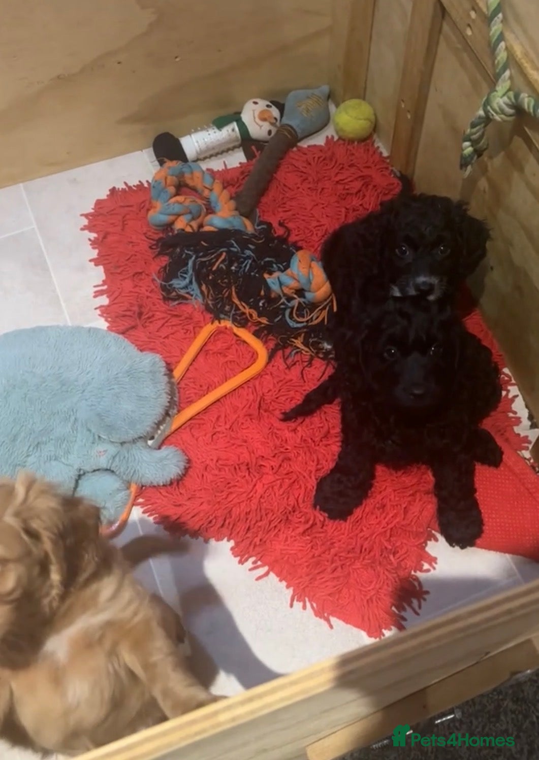 Cockapoo dogs 1 girl Miniature cockapoo puppy left for sale - Advert 11