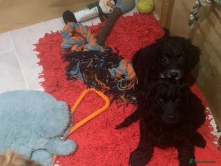 Cockapoo dogs 1 girl Miniature cockapoo puppy left for sale - Advert 11