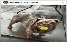 English Bulldog dogs for sale: Rehoming Nelly my British bulldog girl - Image 3