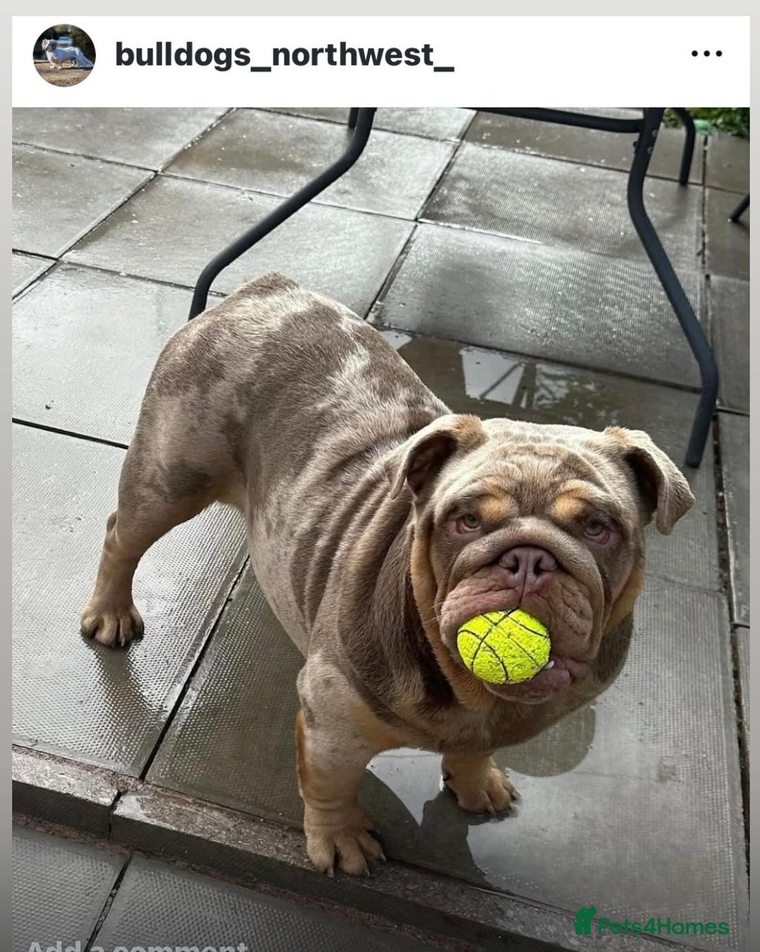 English Bulldog dogs for sale: Rehoming Nelly my British bulldog girl - Image 3