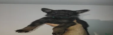 German Shepherd Puppy 6 teal collar