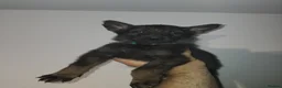 German Shepherd dogs for sale: Exceptional GSD Kc Czech working line  - Advert 19