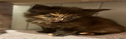 Ragcoon cats for sale: Beautiful Ragcoon kittens 🐱  - Advert 31