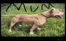Mixed Breed dogs for sale: Rocco - Image 9