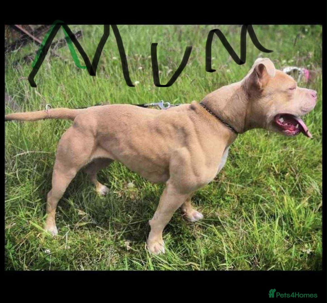 Mixed Breed dogs for sale: Rocco - Image 9