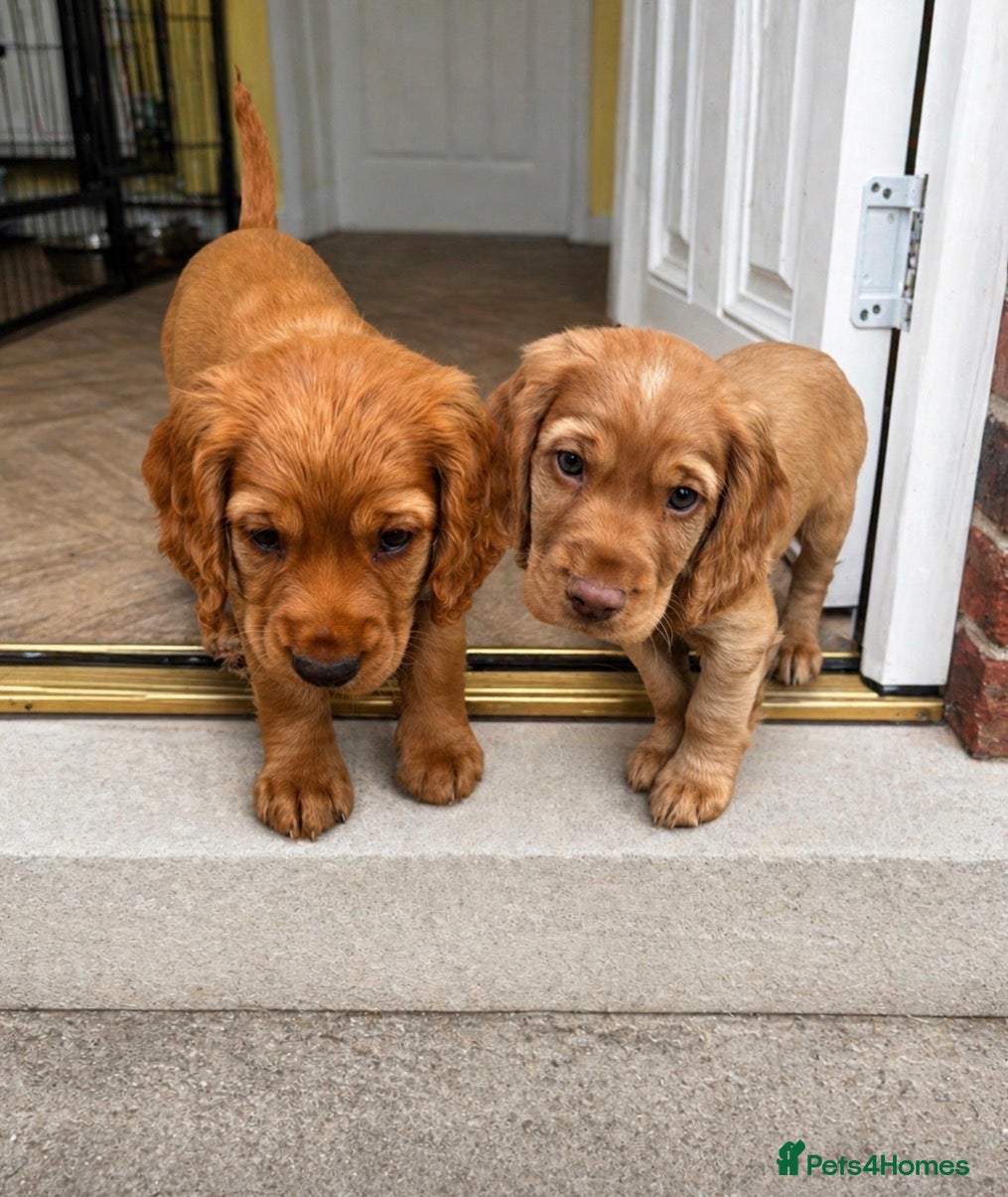 Cocker Spaniel dogs *READY NOW* 2 Boys KC Reg Working Cocker Spaniels  - Advert 4