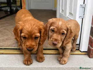 Cocker Spaniel dogs *READY NOW* 2 Boys KC Reg Working Cocker Spaniels - Advert 18