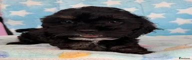Cockapoo 1