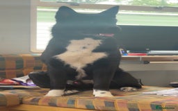 Akita dogs for sale: Akita male - Image 2