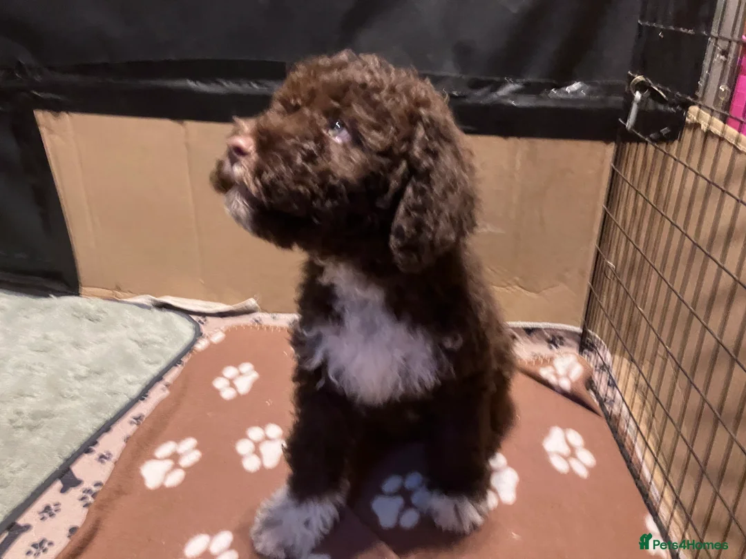 Lagotto Romagnolo dogs for sale: Pedigree Lagotto Romagnolo Puppies - Advert 8