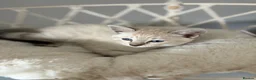 Siamese cats for sale: 7 Siamese Kittens  - Advert 14