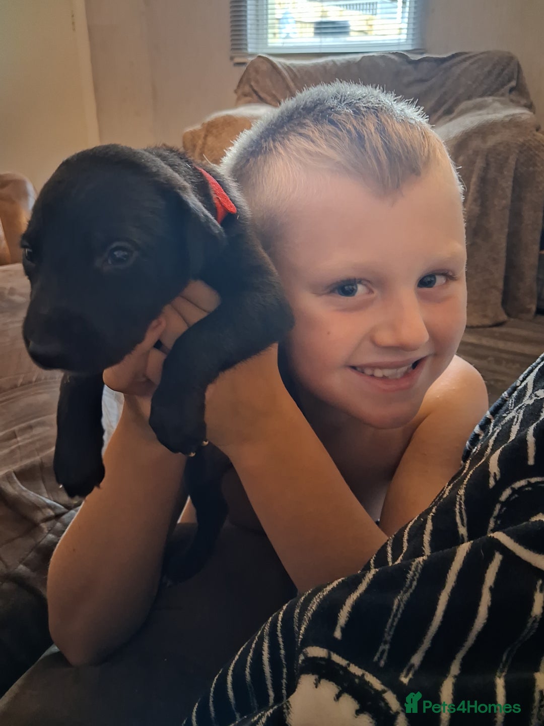 Mixed Breed dogs for sale: 5 lovely Lurchers  - Image 10