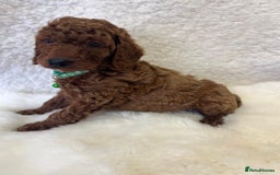 Goldendoodle dogs for sale: Outstanding Quality health tested Goldendoodles  - Image 13
