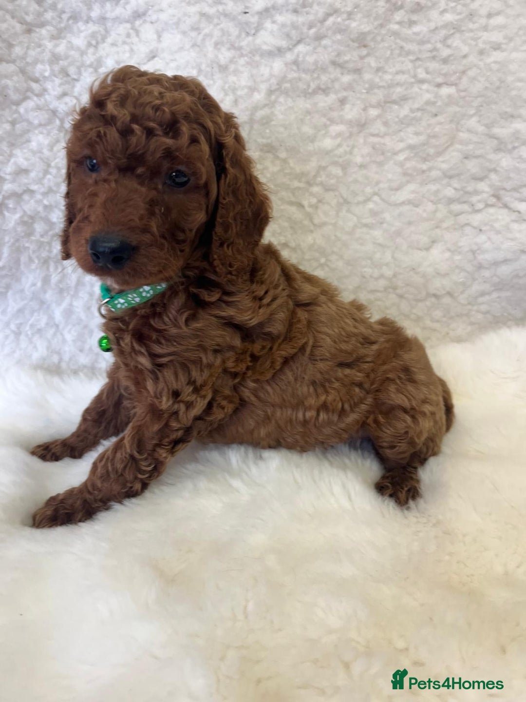 Goldendoodle dogs for sale: Outstanding Quality health tested Goldendoodles  - Image 13