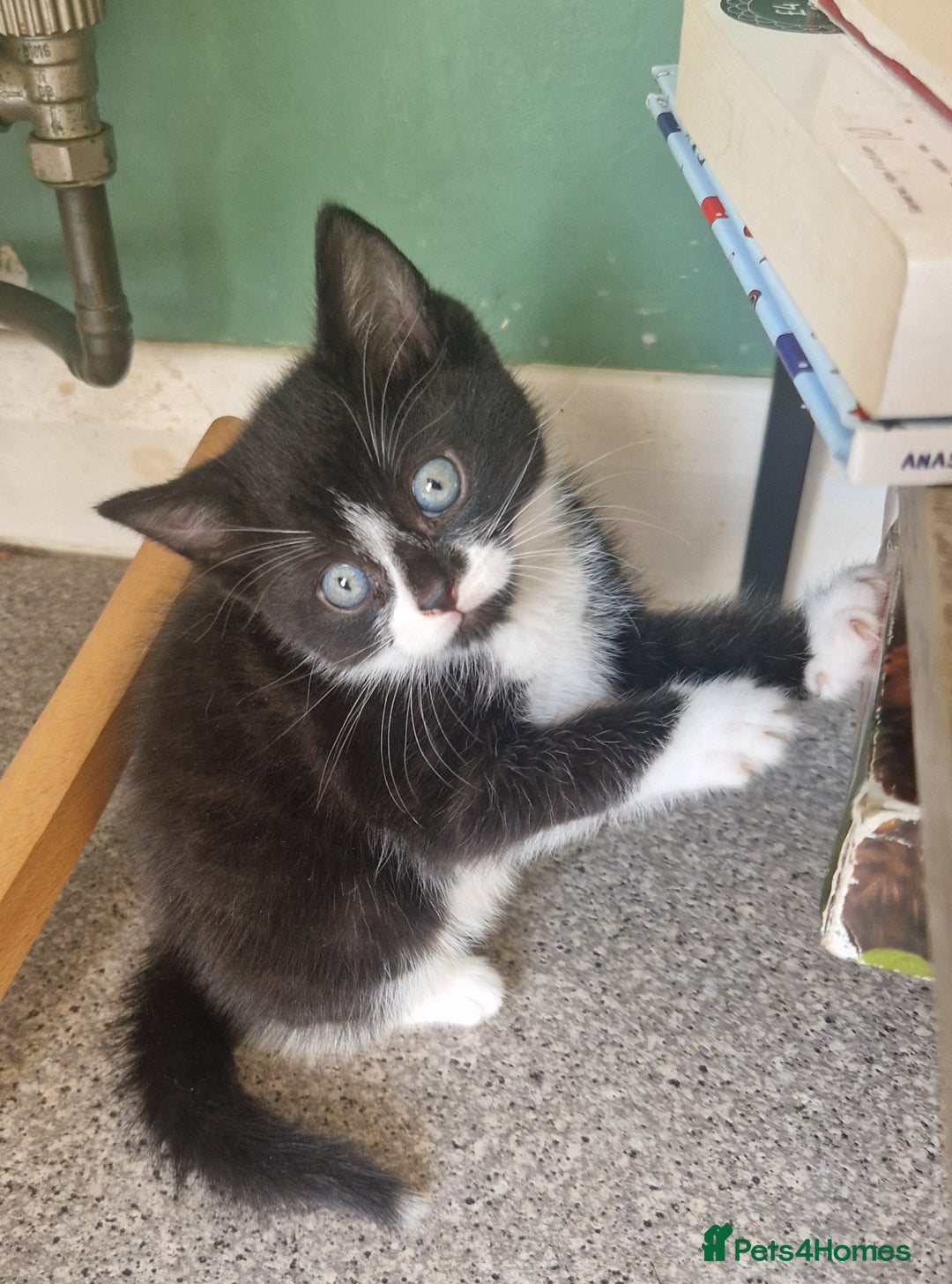 Mixed Breed cats for sale: 2 Beautiful Black & White Kittens - Image 9