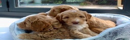 Australian Labradoodle dogs for sale: Australian Labradoodle Pups - Advert 9