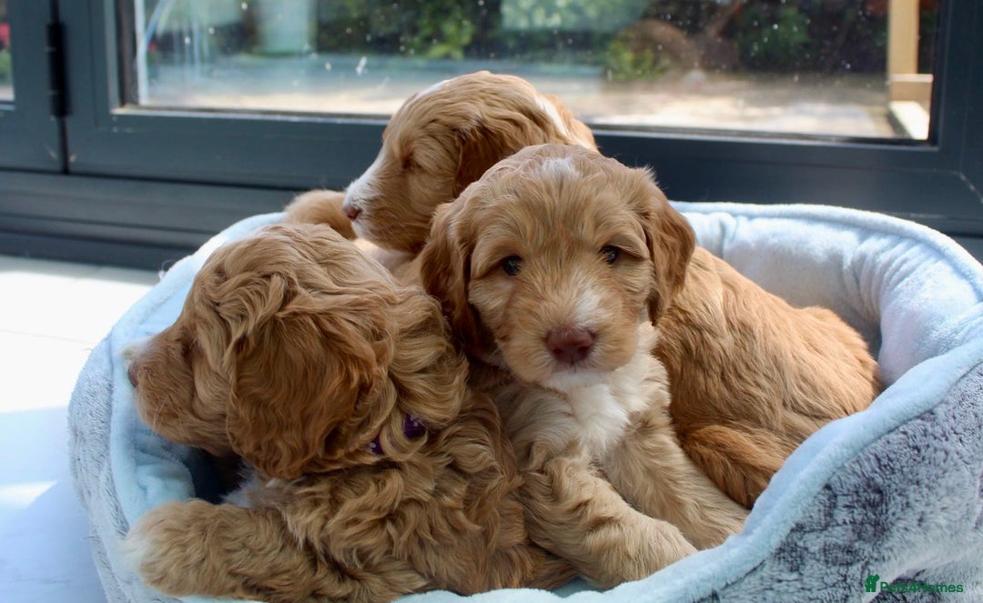 Australian Labradoodle dogs for sale: Australian Labradoodle Pups - Advert 9