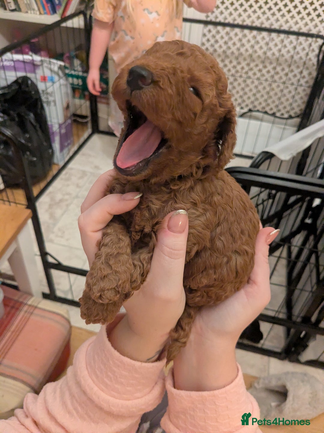 Cockapoo dogs for sale: ⭐Cockapoo beauties born to steal hearts⭐ - Advert 9