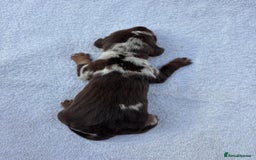 Miniature Dachshund dogs for sale: Mini Dachshund  - Image 18