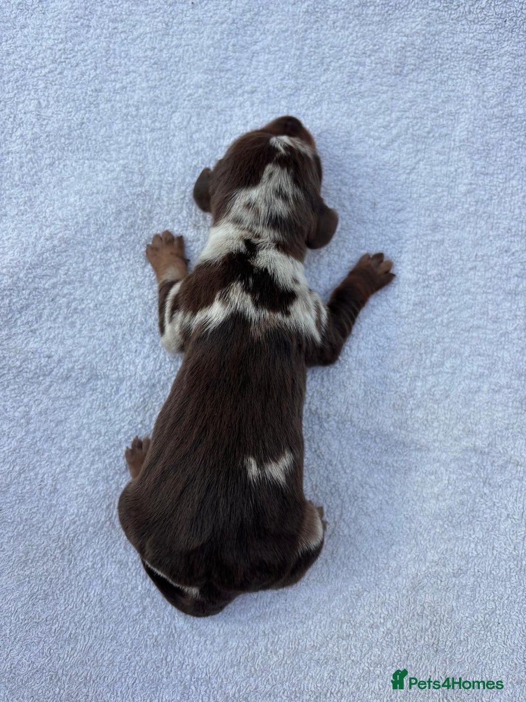 Miniature Dachshund dogs for sale: Mini Dachshund  - Image 18