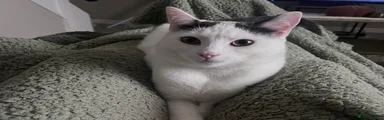 Nico