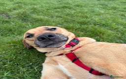 Mixed Breed dogs for adoption: Georgie is looking for her forever home!  in Waltham Abbey - Image 3