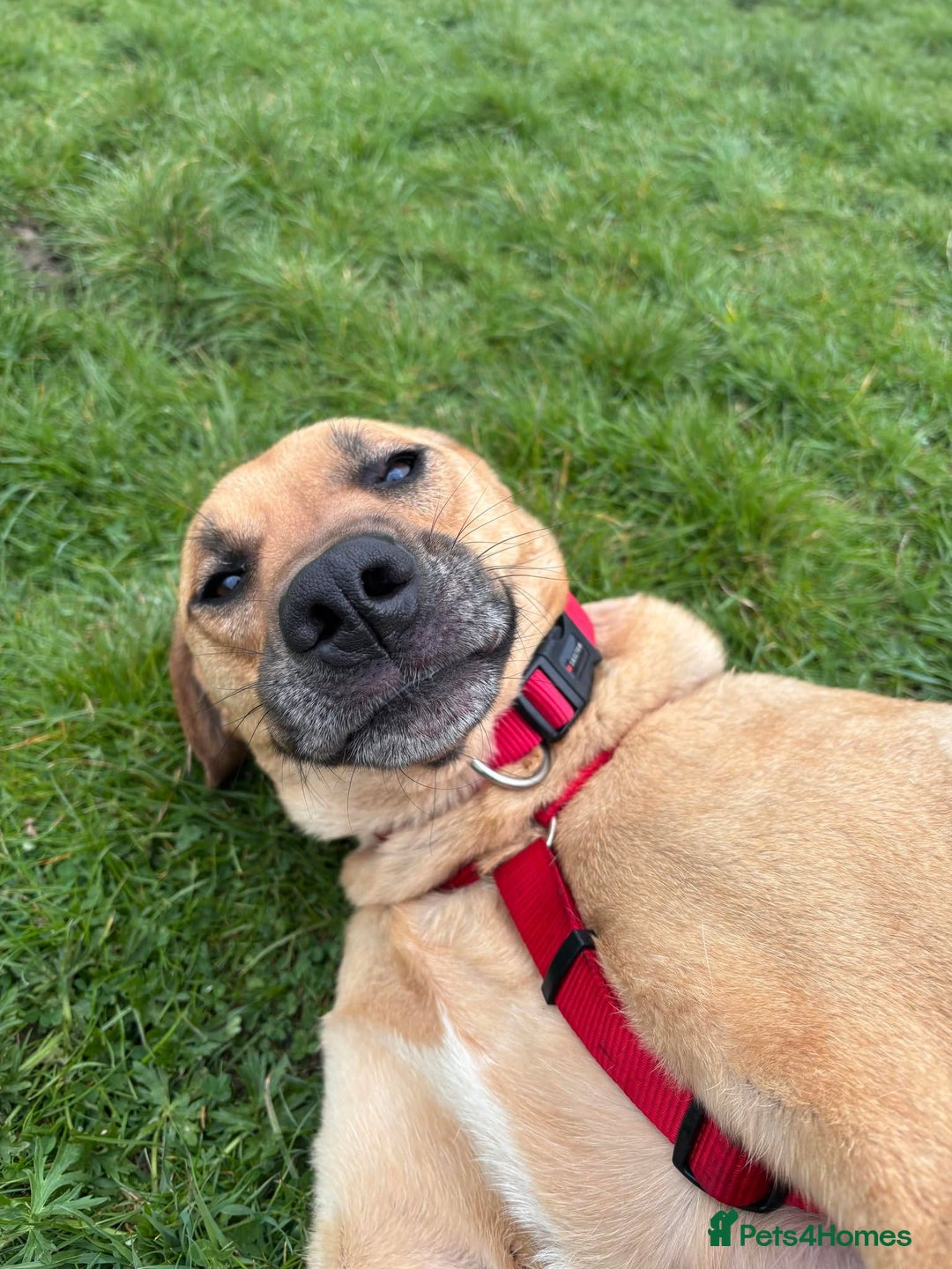 Mixed Breed dogs for adoption: Georgie is looking for her forever home!  in Waltham Abbey - Image 3