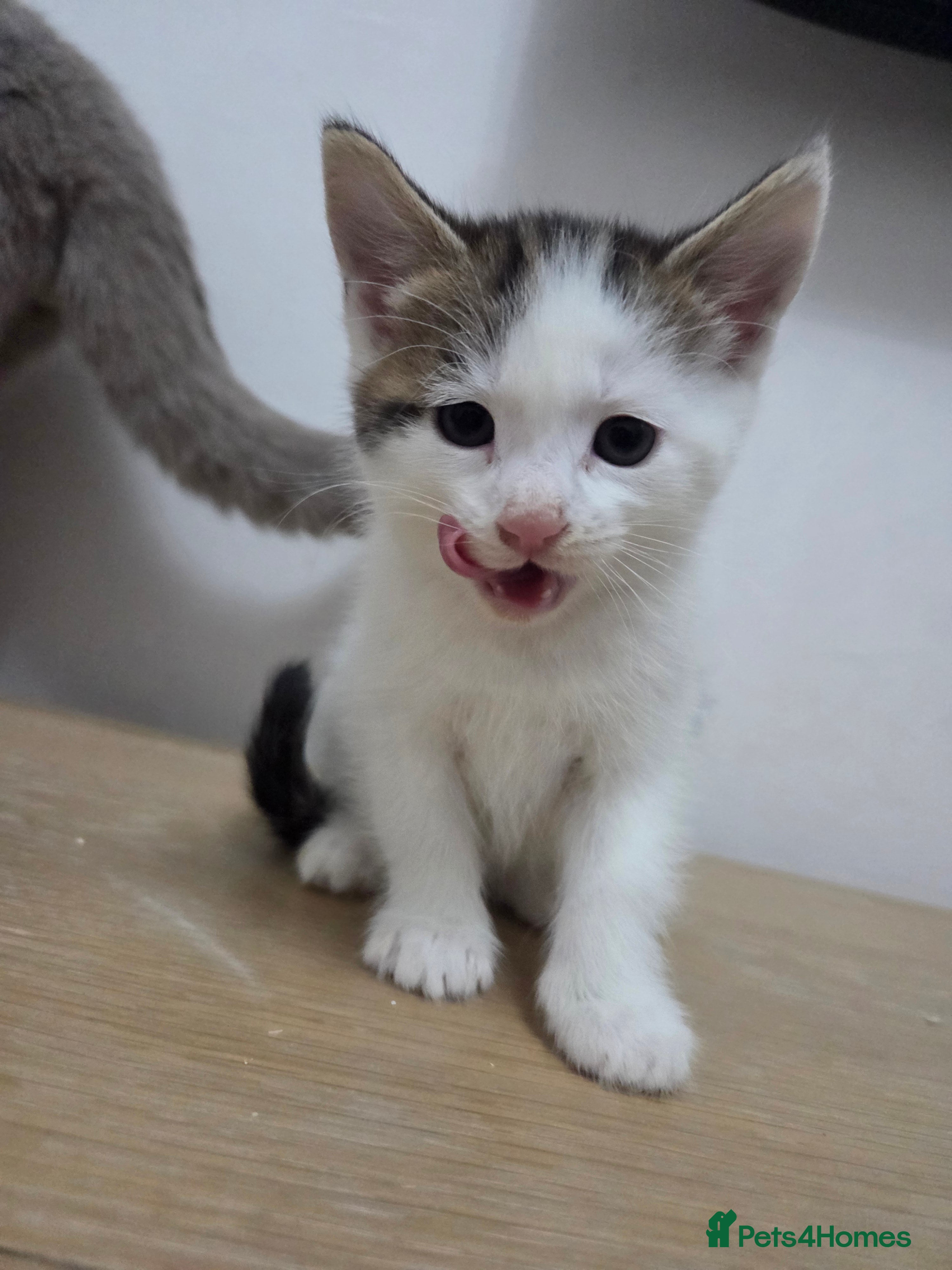 Mixed Breed cats Ragdoll/Persian x Siberian/bsh  - Advert 9