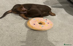 Miniature Dachshund dogs for sale: Miniature dachshund puppy  - Image 3