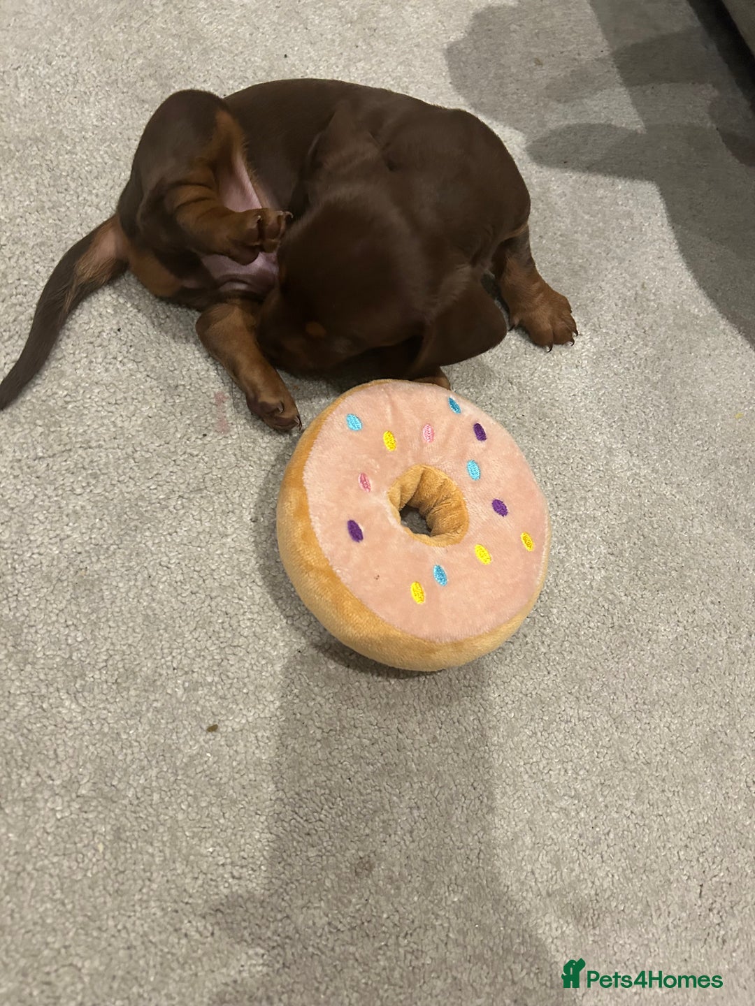 Miniature Dachshund dogs for sale: Miniature dachshund puppy  - Image 3