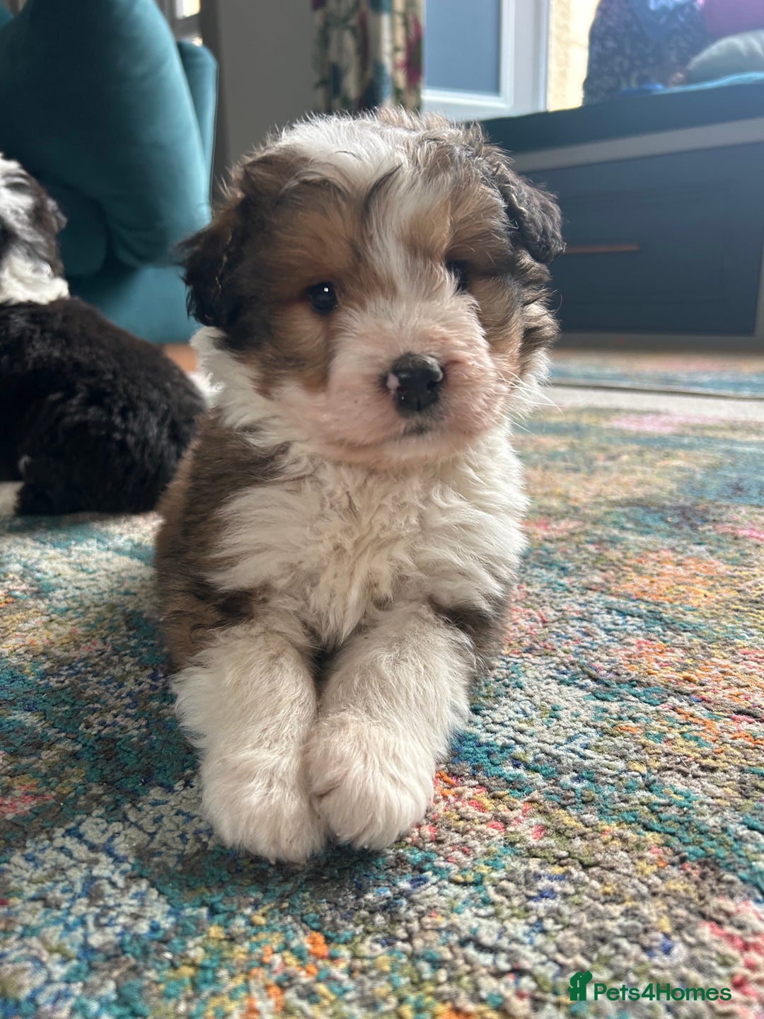 Bernedoodle dogs for sale: Gorgeous Bernedoodle Pups - Advert 8