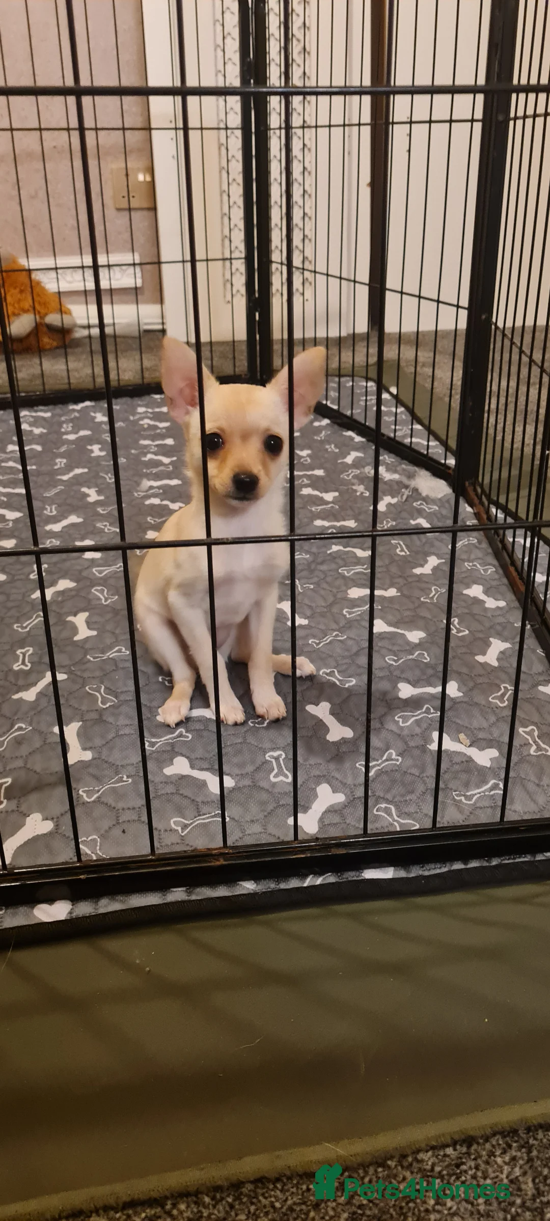 Mixed Breed dogs for sale: Beautiful chihuahua mix puppies - Advert 8