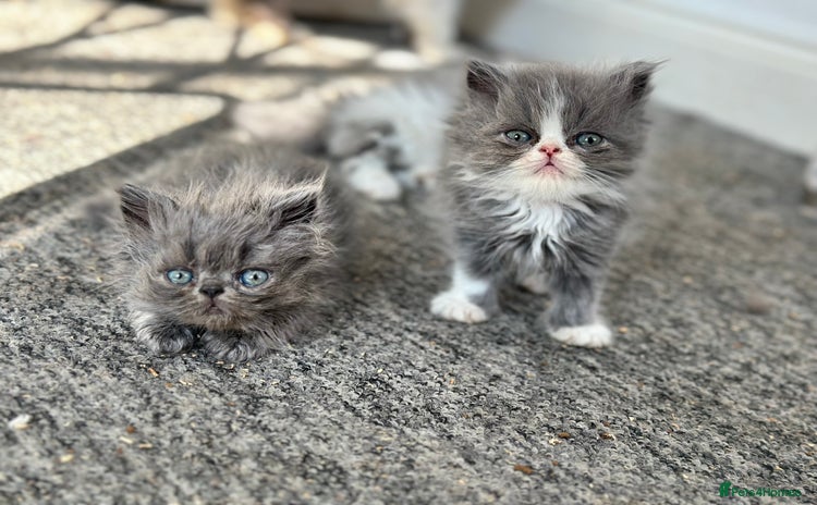 Persian cats - Advert 2
