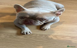 French Bulldog dogs for sale: Adult French Bulldogs  - Image 11